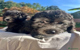 Barboncino cani in vendita: Barboncino  - Annuncio 4