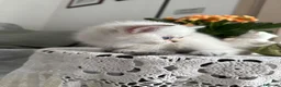 Scottish gatti in vendita: Gattini Scottish Golden  - Annuncio 4