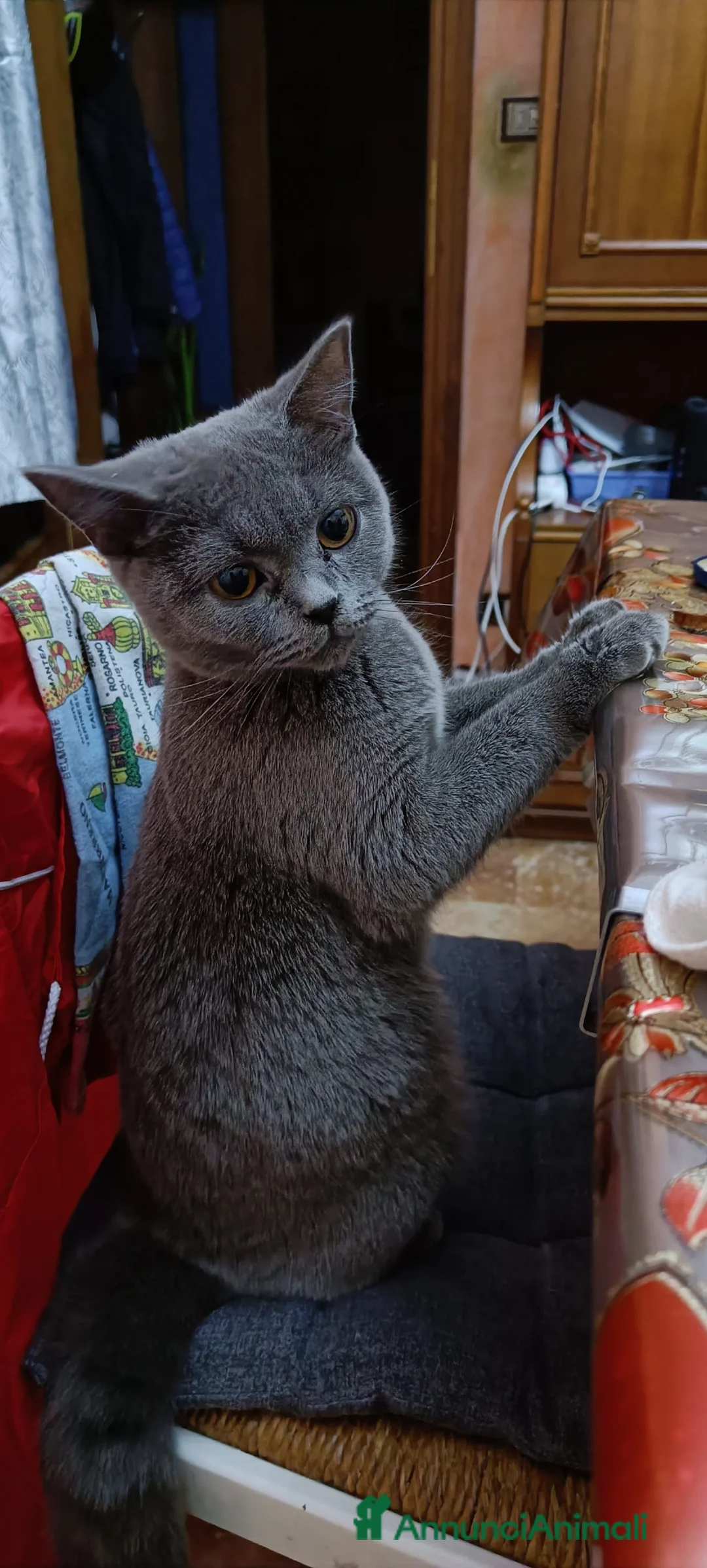 Scottish gatti in vendita: Scottish fold - Annuncio 1