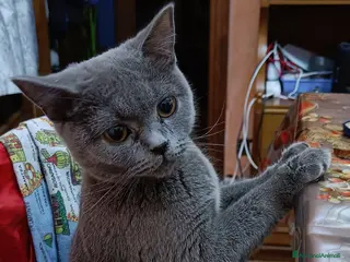 Scottish gatti in vendita: Scottish fold - Annuncio 2