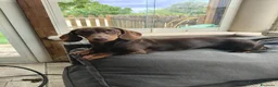 Bassotto cani in vendita: Bassotto maschio  - Annuncio 5
