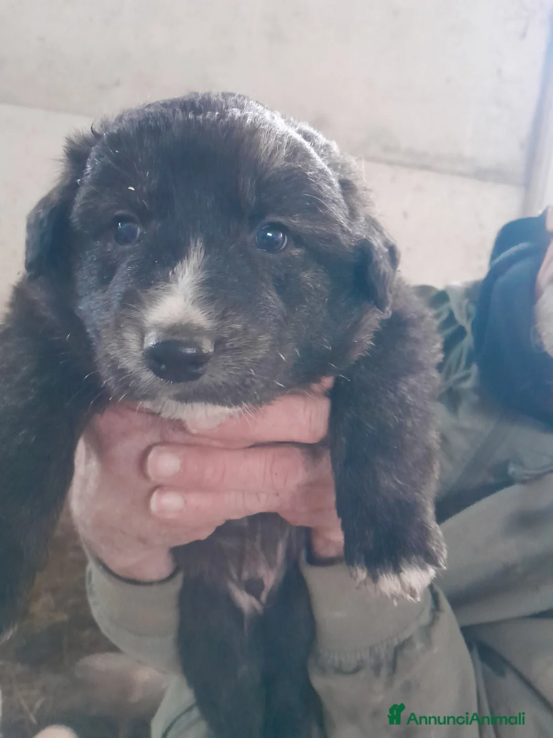 Meticcio cani in regalo: Regalo cani Meticcio a Provincia di Perugia - Annuncio 8