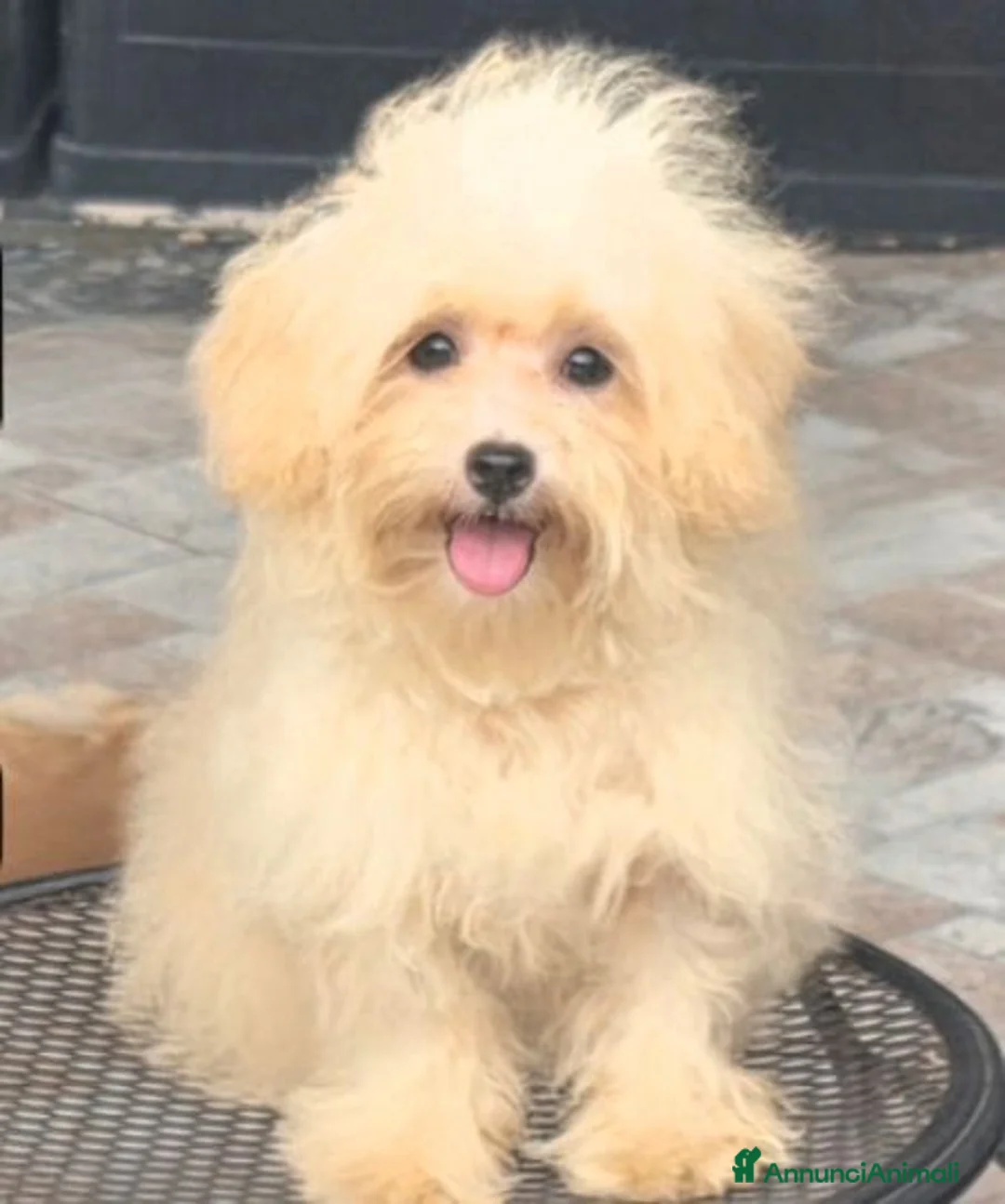 Maltipoo cani in vendita: Maltipoo toy - Annuncio 2