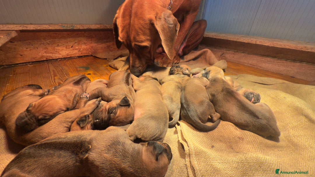 Rhodesian Ridgeback cani in vendita: Cuccioli di Rhodesian Ridgeback  - Annuncio 3