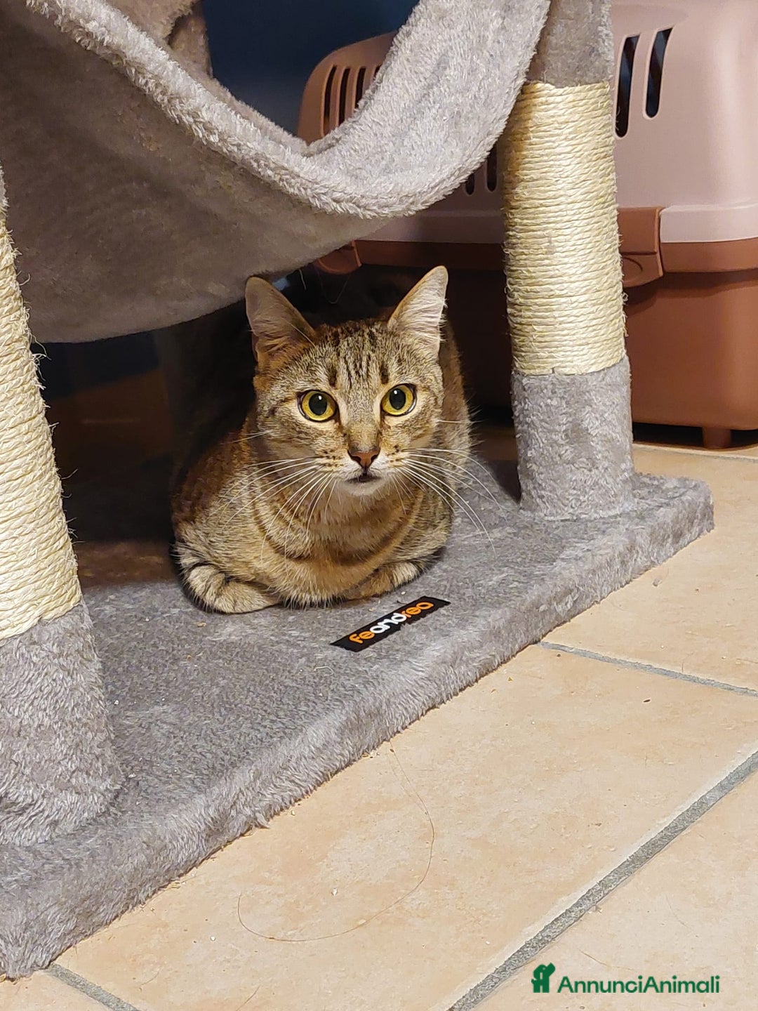 Europeo gatti in regalo: Fenny dolce tigrotta - Annuncio 4