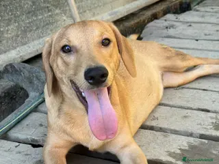 Meticcio cani AARON e ARES, i cuccioli più sfortunati del mondo! - Annuncio 32