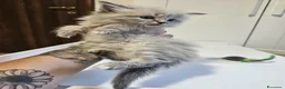Siberiano gatti in vendita: Gattini siberiani ipoallergenici  - Annuncio 21