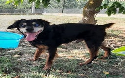 Segugio cani in regalo: FRITZ 5-6anni dolce segugio! - Immagine 7