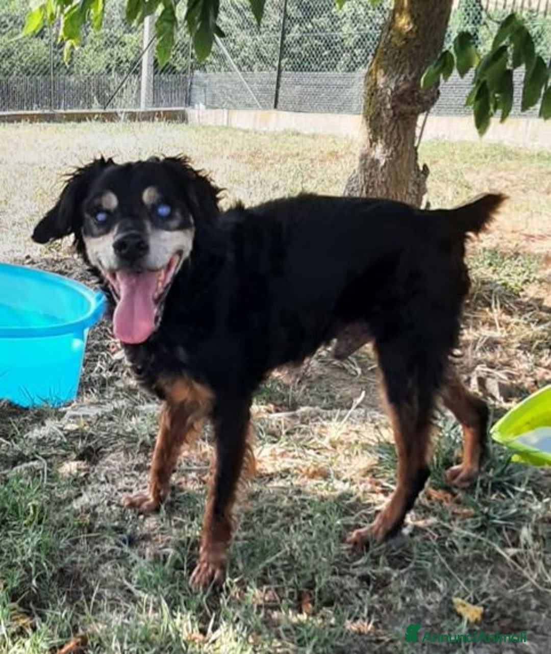 Segugio cani in regalo: FRITZ 5-6anni dolce segugio! - Immagine 7