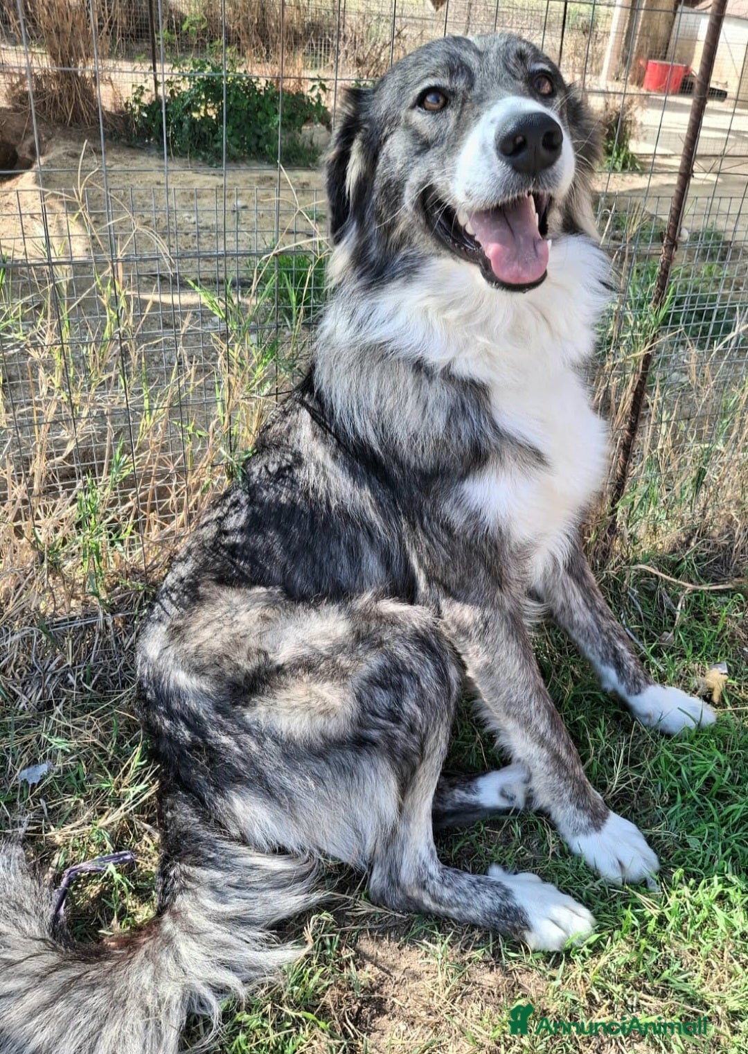 Meticcio cani in regalo: Derek 1 anno taglia media  - Annuncio 3