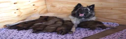 Pastore Belga cani in vendita: TERVUEREN Pastore belga - Annuncio 3