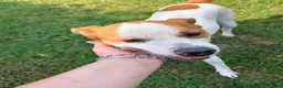 Meticcio cani in regalo: DEVID, simpatico simil Jack russel - Annuncio 7