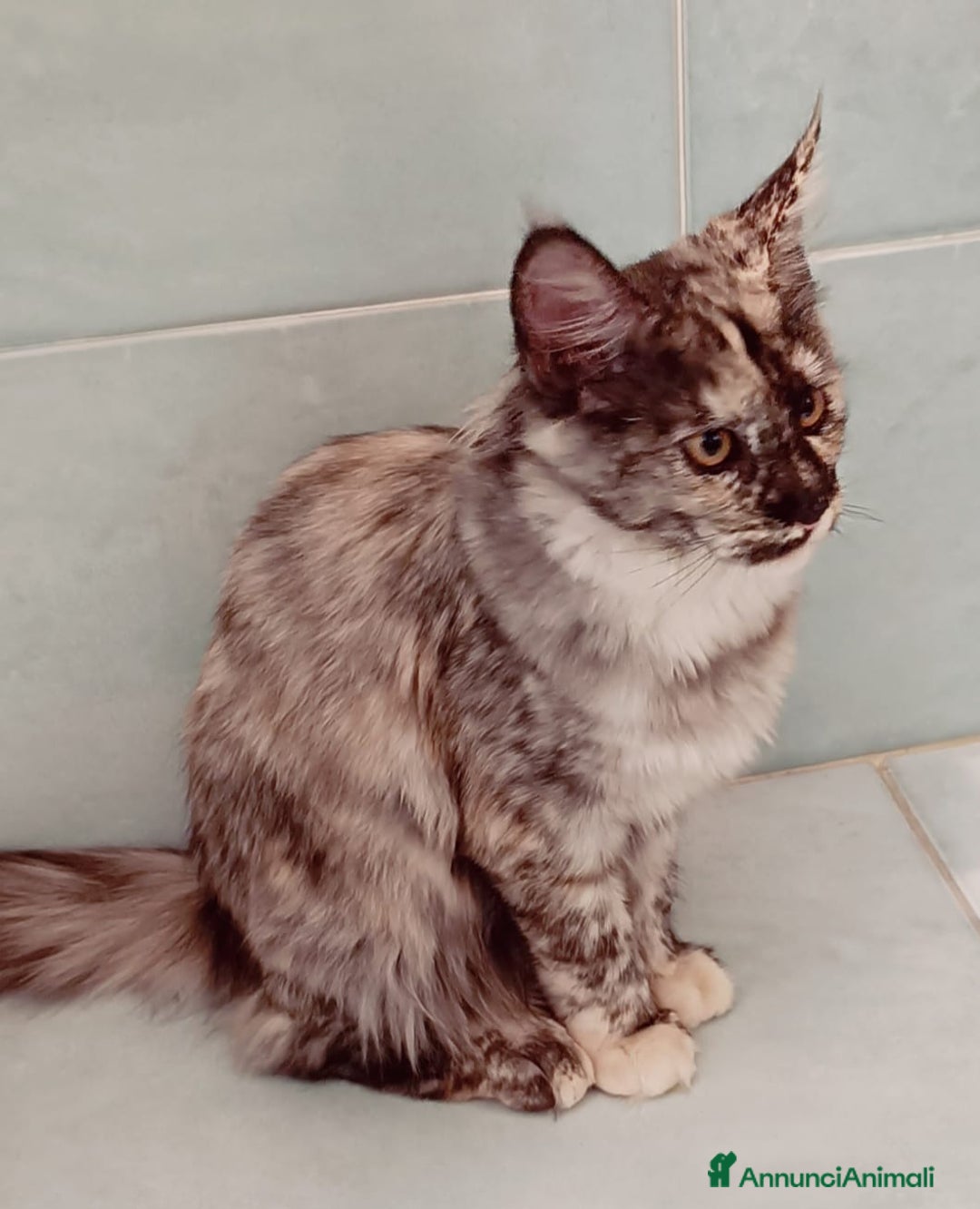Maine Coon gatti in vendita: Cucciola Maine Coon Pedigree ANFI - Annuncio 6