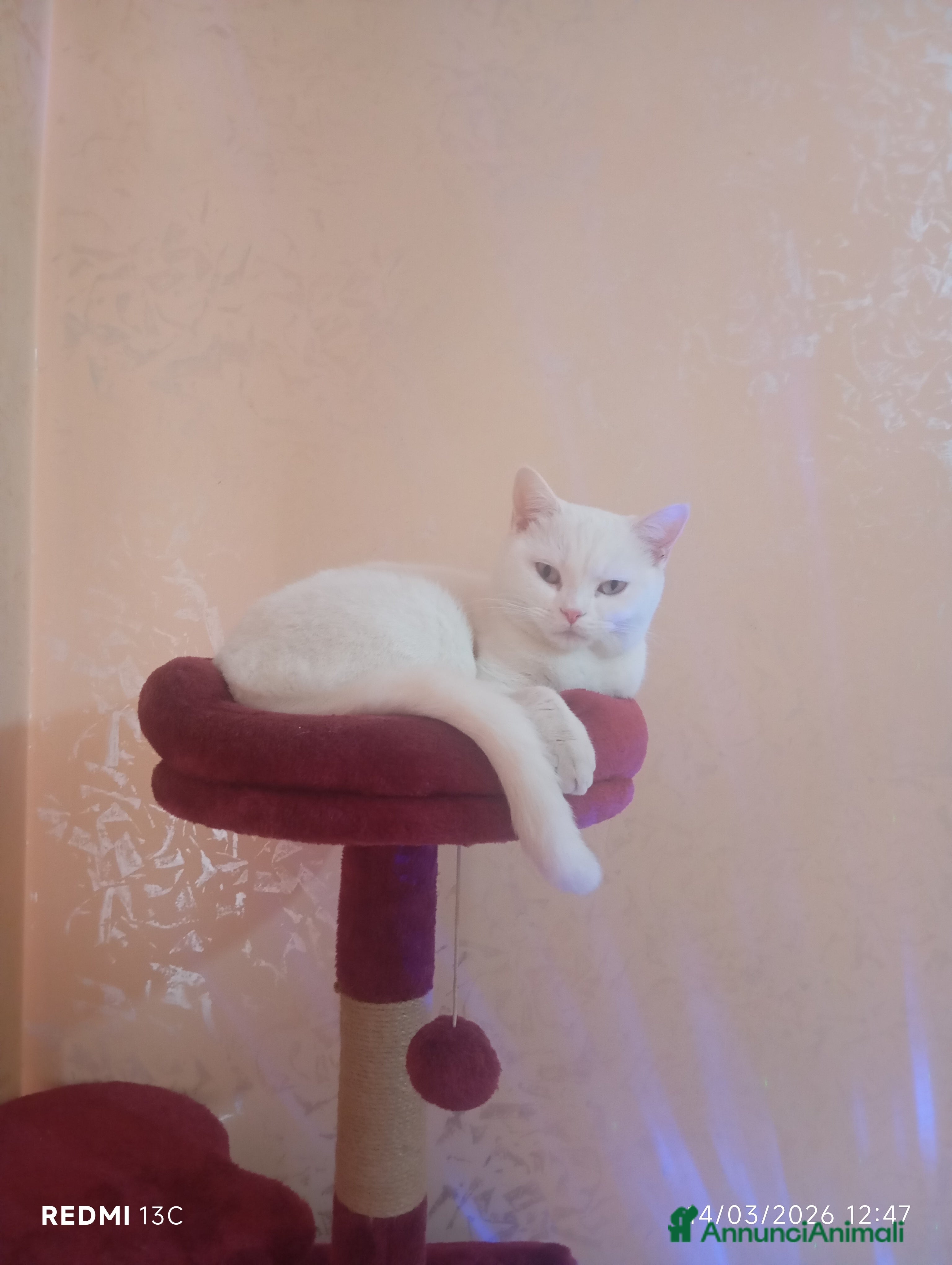 British gatti Scotish per monta - Annuncio 1