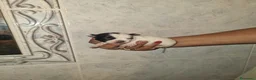 Chihuahua cani in vendita: Cuccioli di chihuahua  - Annuncio 7