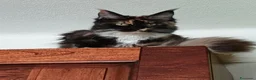 Maine Coon gatti in vendita: Gattini Maine Coon cercano famiglie a Libero consorzio comunale di Agrigento - Annuncio 3