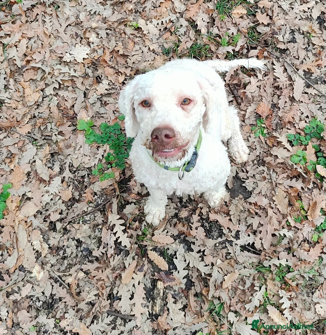 Lagotto cani in vendita: Lagotto Romagnolo  a Città Metropolitana di Firenze - Annuncio 1