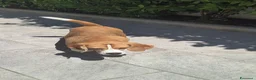 Beagle cani in vendita: Beagle femmina a Città metropolitana di Roma Capitale - Annuncio 4