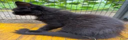 Maine Coon gatti in vendita: Cucciolo black smoke di maine coon (Tequila) - Annuncio 23
