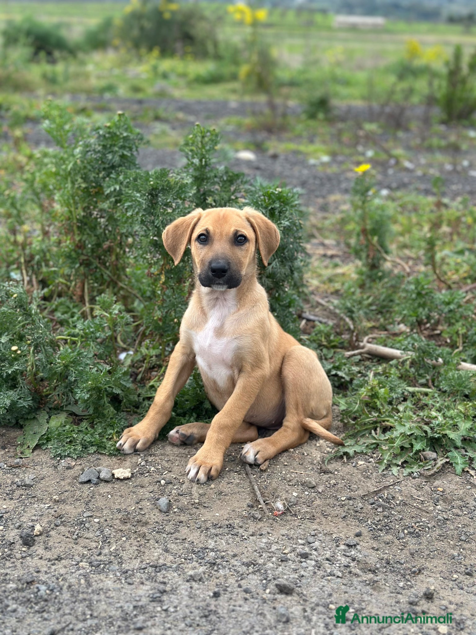 Meticcio cani ATHENA CERCA FAMIGLIA - Annuncio 4