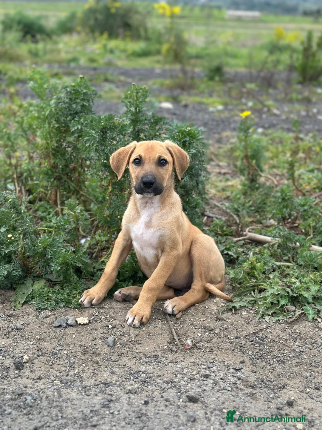 Meticcio cani in regalo: ATHENA CERCA FAMIGLIA - Annuncio 1