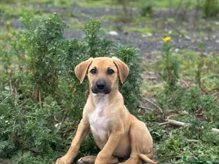 Meticcio cani ATHENA CERCA FAMIGLIA - Annuncio 8