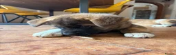 Akita Americano cani in vendita: Akita Americano - Annuncio 4