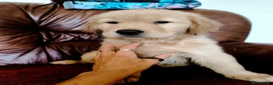 Golden Retriever 3