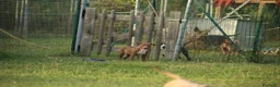 Pitbull cani in vendita: Cuccioli Pit Bull con pedigree anche a rate - Annuncio 24