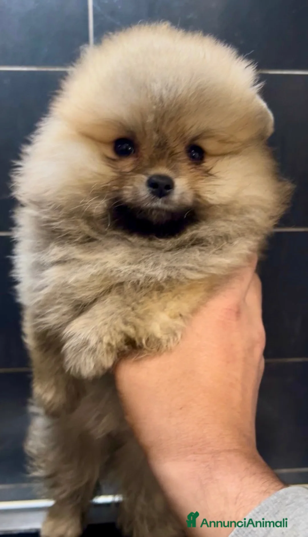 Spitz cani in vendita: Pomerania Spitz Toy nano  - Annuncio 2