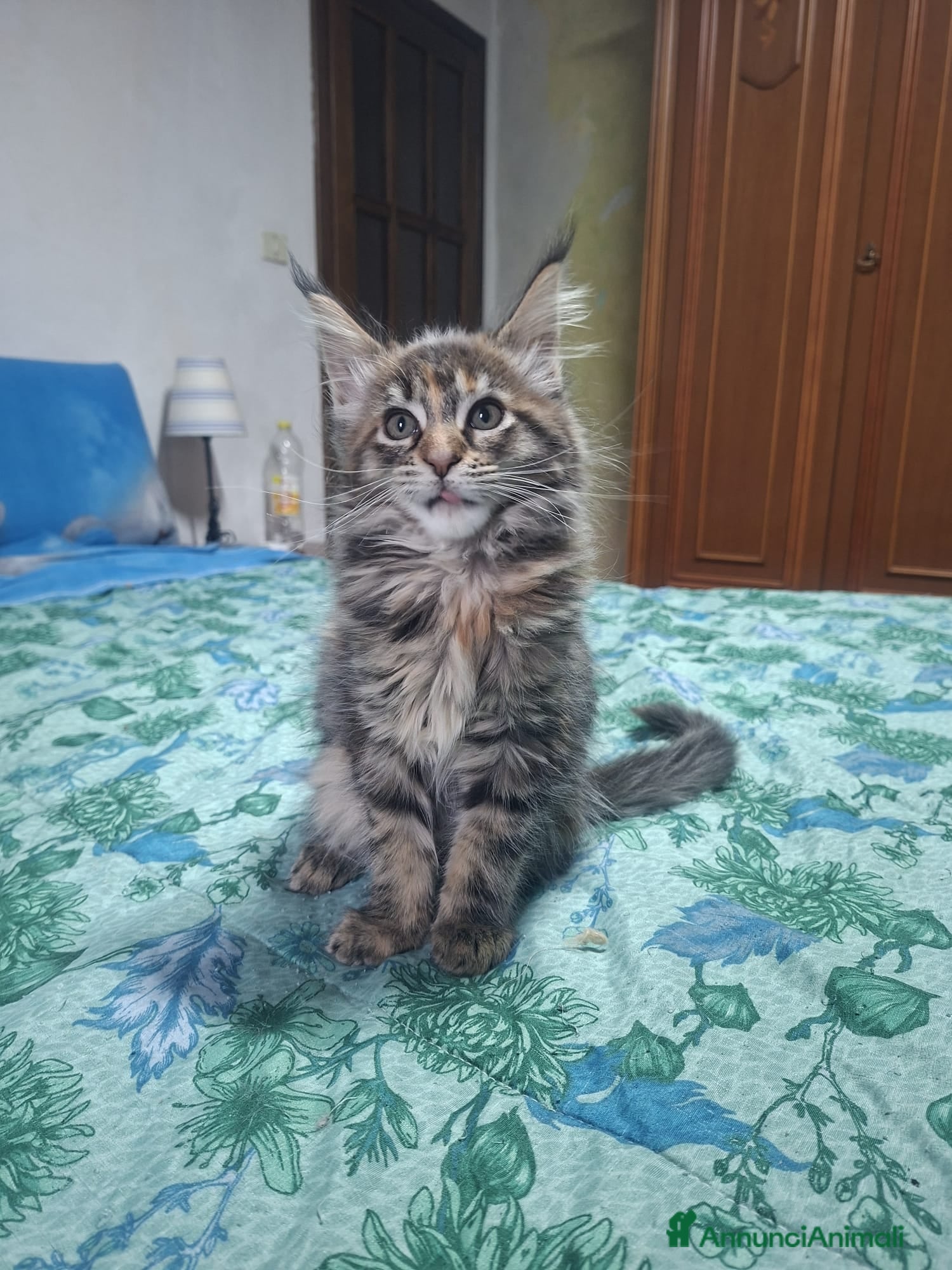 Maine Coon gatti in vendita: Nimue e Norberto  - Annuncio 1