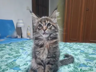 Maine Coon gatti Nimue e Norberto - Annuncio 2