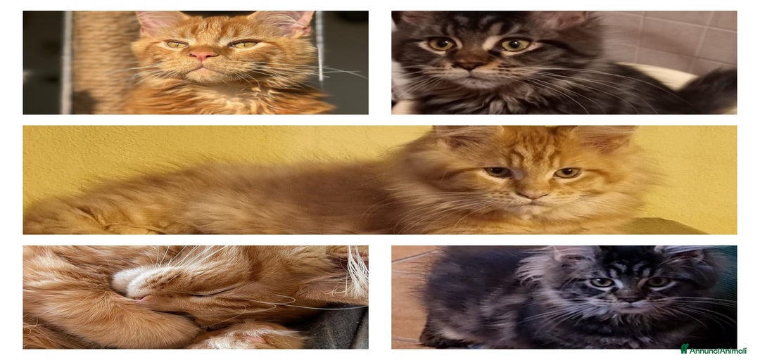 Immagine della galleria {{count}}