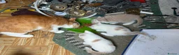 Europeo gatti in regalo: Regalo gattini - Annuncio 4