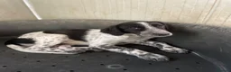 Setter Inglese cani in regalo: SPLENDIDI SIMIL SETTERINI - Annuncio 4