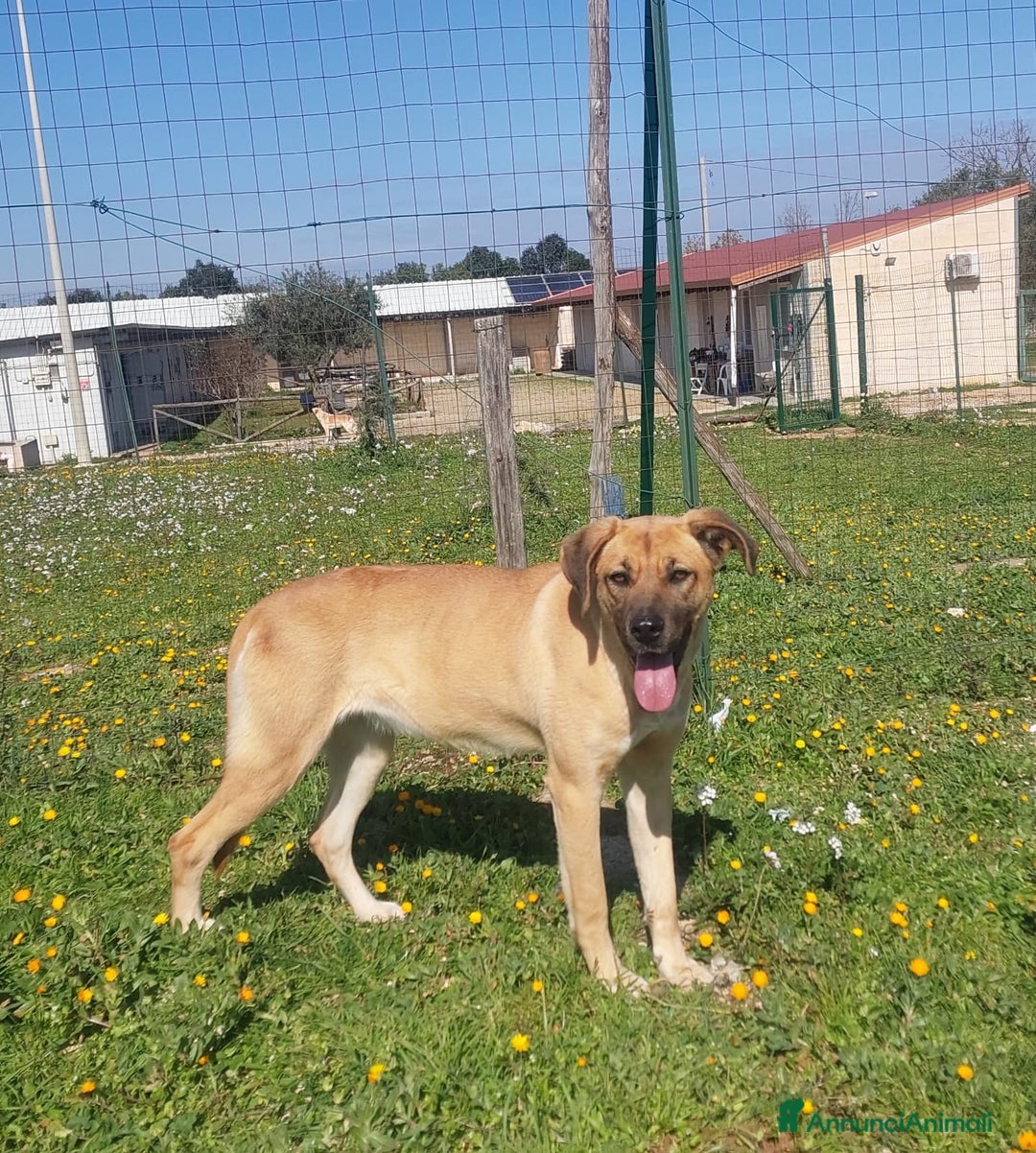 Meticcio cani in regalo: Mara Cerca Famiglia. Info Monica 3890238584 - Annuncio 14