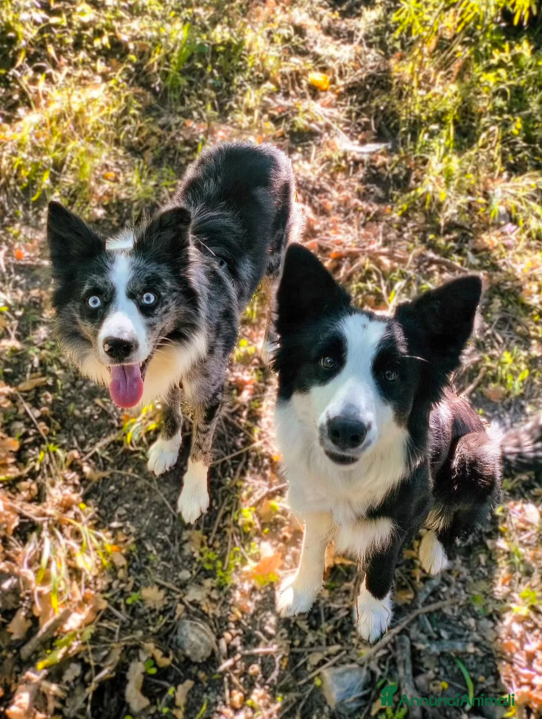 Border Collie cani in vendita: Cuccioli di Border Collie - Annuncio 8
