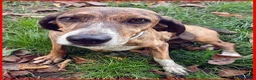 Segugio cani in regalo: SVITOL adorabile segugetta a Città metropolitana di Milano - Annuncio 4