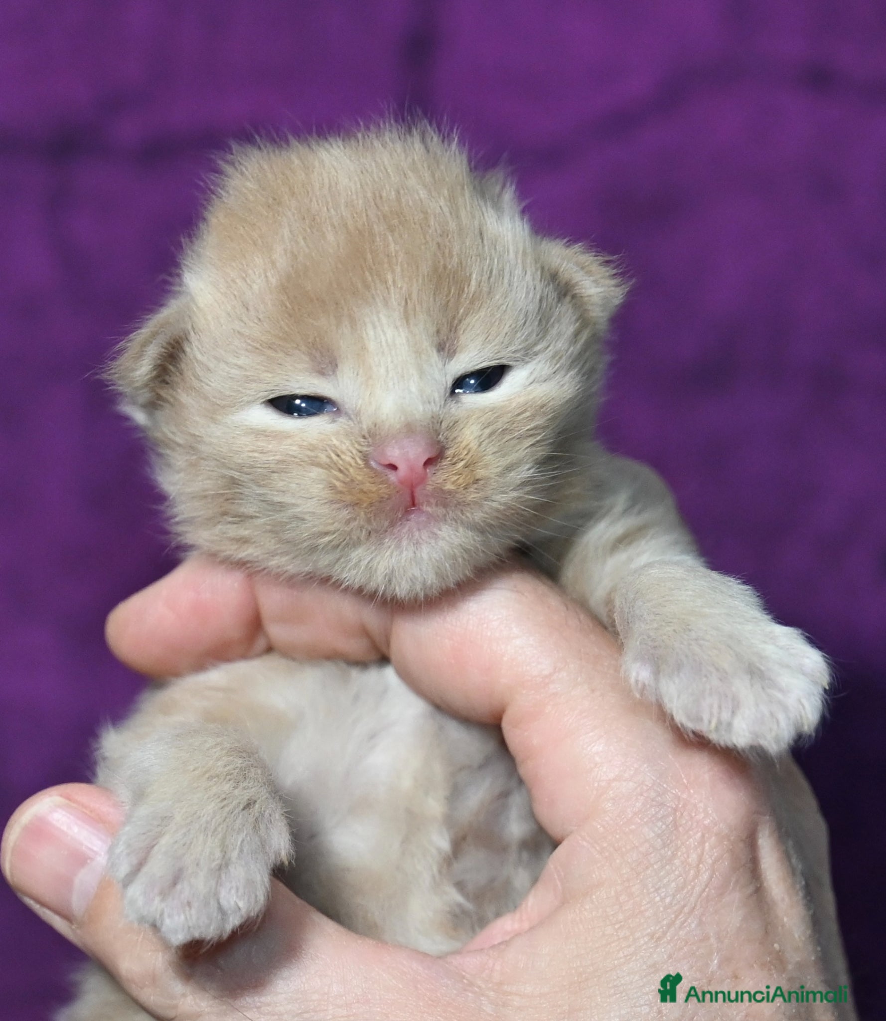 Maine Coon gatti 🏆 Top Cuccioli MC ❤️ - Annuncio 1