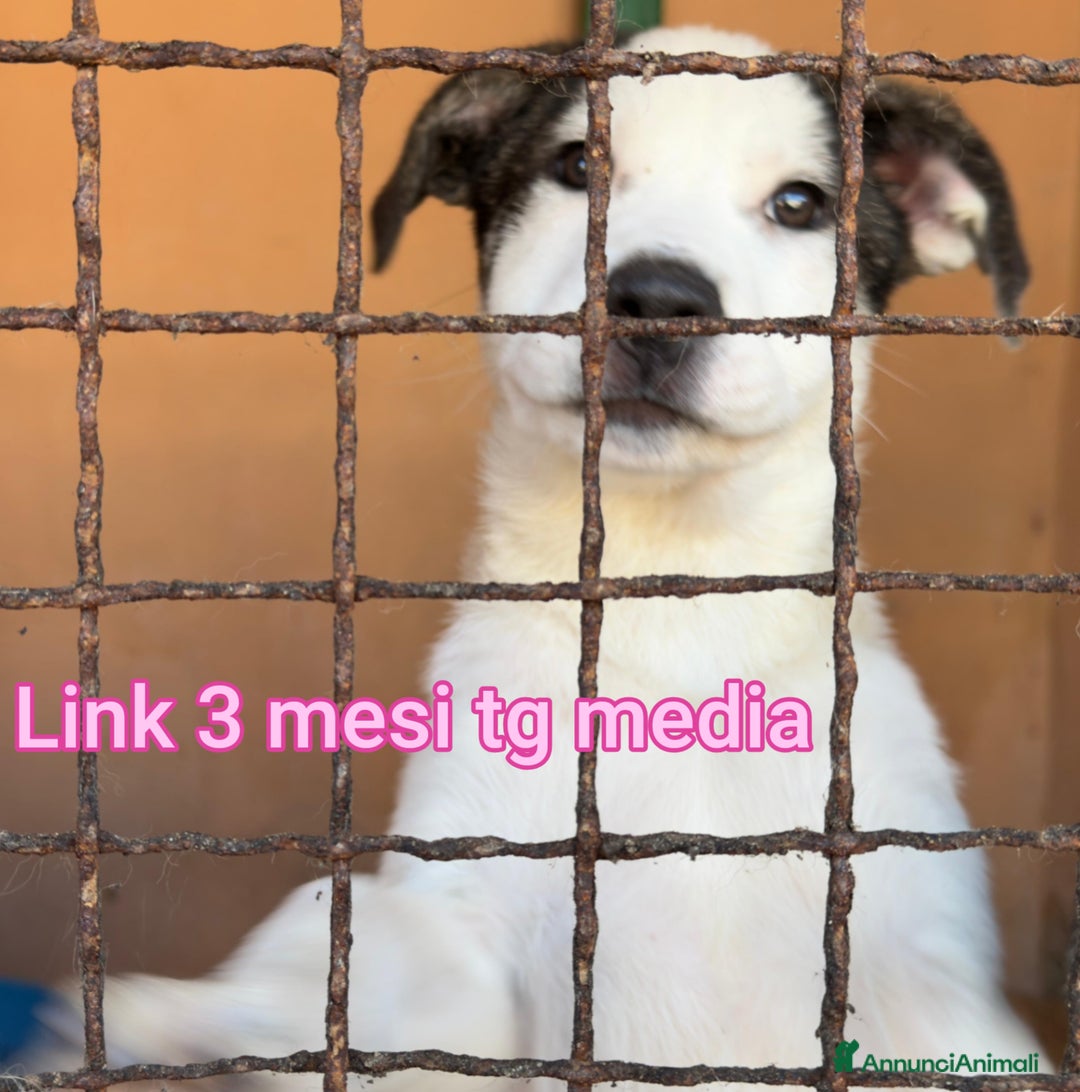 Meticcio cani in regalo: CUCCIOLI BISOGNOSI IN CERCA D'AMORE  - Annuncio 11