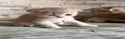 Scottish gatti in vendita: Cuccioli di Scottish Fold - Annuncio 15