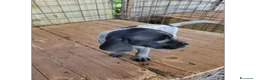 Meticcio cani in vendita: cuccioli di drathar e setter - Annuncio 10