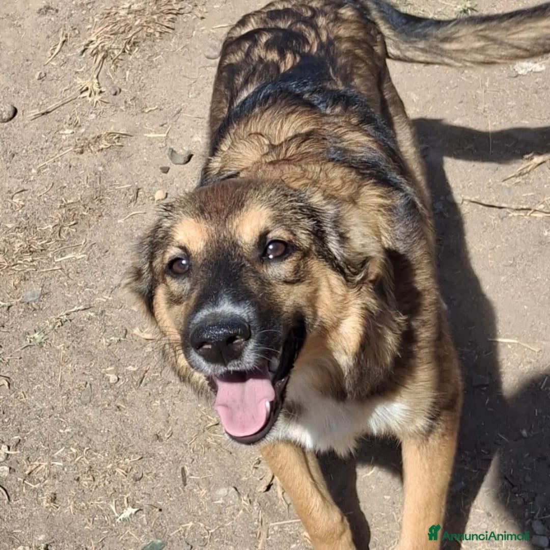 Meticcio cani in regalo: BRENDA 🩷 - cucciola di una dolcezza smisurata 🥺 - Annuncio 4