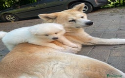 Akita Inu cani in vendita: 🌸 Hime Sakura cerca una famiglia 🌸 a Città Metropolitana di Torino - Immagine 1
