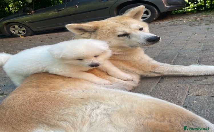 Akita Inu cani a Città Metropolitana di Torino - Annuncio 2
