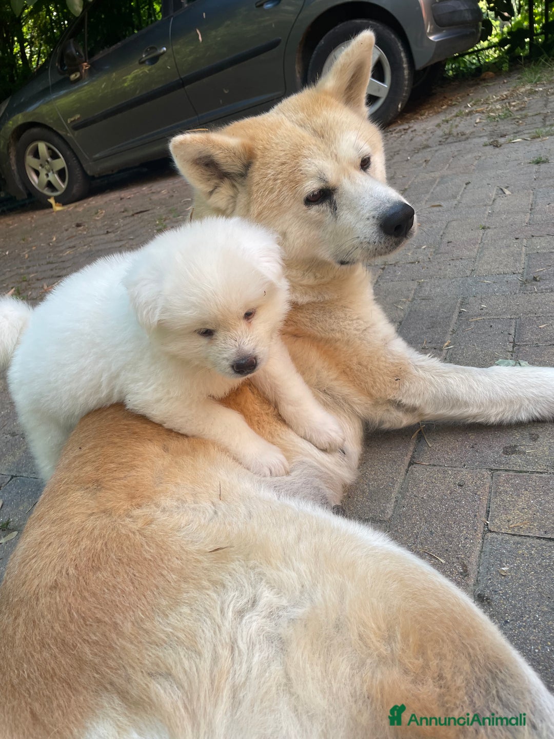 Akita Inu cani in vendita: 🌸 Hime Sakura cerca una famiglia 🌸 a Città Metropolitana di Torino - Immagine 1