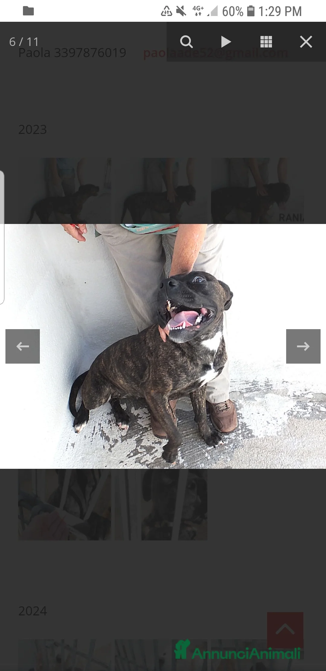 Pitbull cani in regalo: ADOZ.DEL CUORE: soffre la reclusione: sfruttata!!! - Annuncio 4