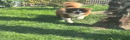 Border Collie cani in vendita: Border collie maschio - Annuncio 12