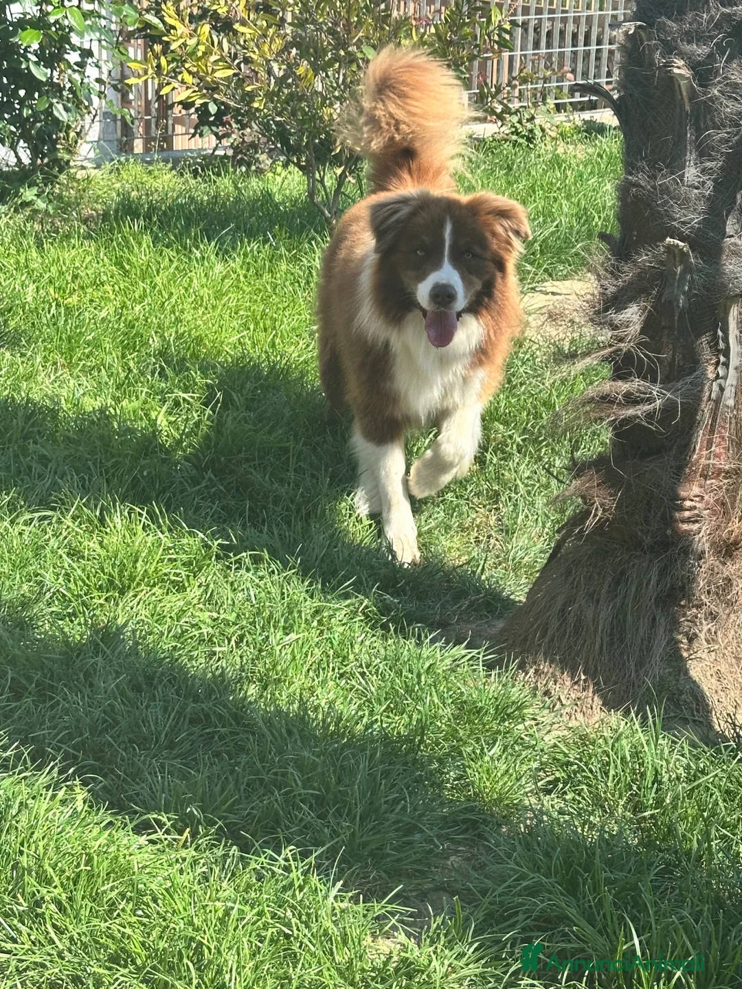 Border Collie cani in vendita: Border collie maschio - Annuncio 12