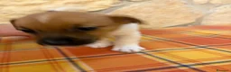 Jack Russell cani in vendita: Cucciolata Jack Russell Riolo Terme - Annuncio 3
